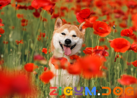 002879eace350cce411c6124f94632d0_1753787458_6451.jpg